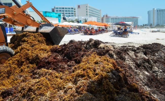 Dos toneladas de sargazo son retirados de playas de Quintana Roo