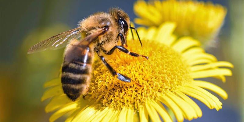Alerta por reducción de poblaciones de abejas en el mundo