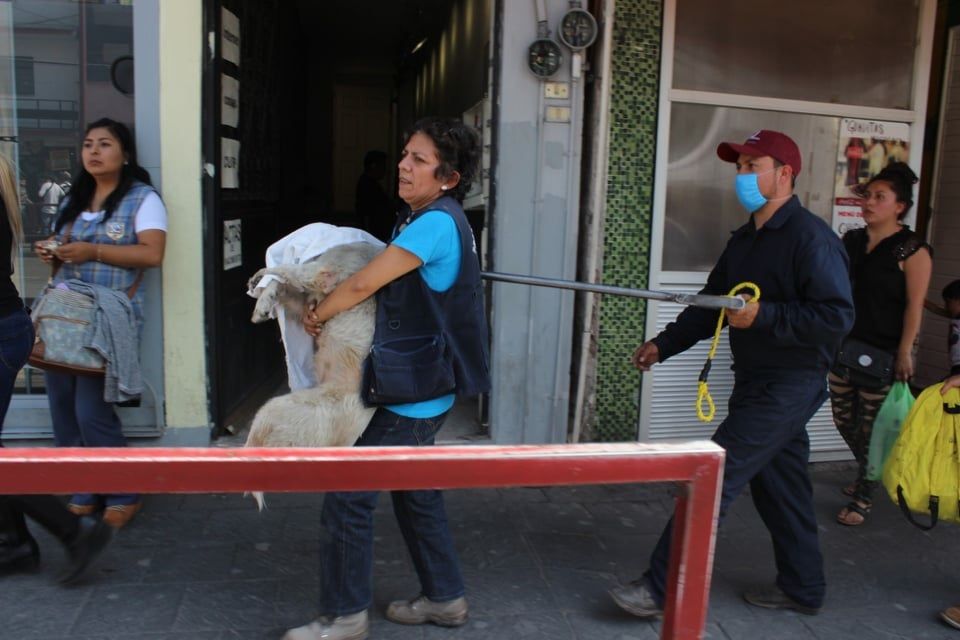 Captura de Perros Callejeros  Para Rehabilitación en Texcoco