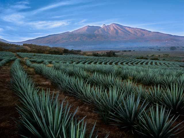 Jalisco será promovido en el extranjero por Consejo Regulador del Tequila