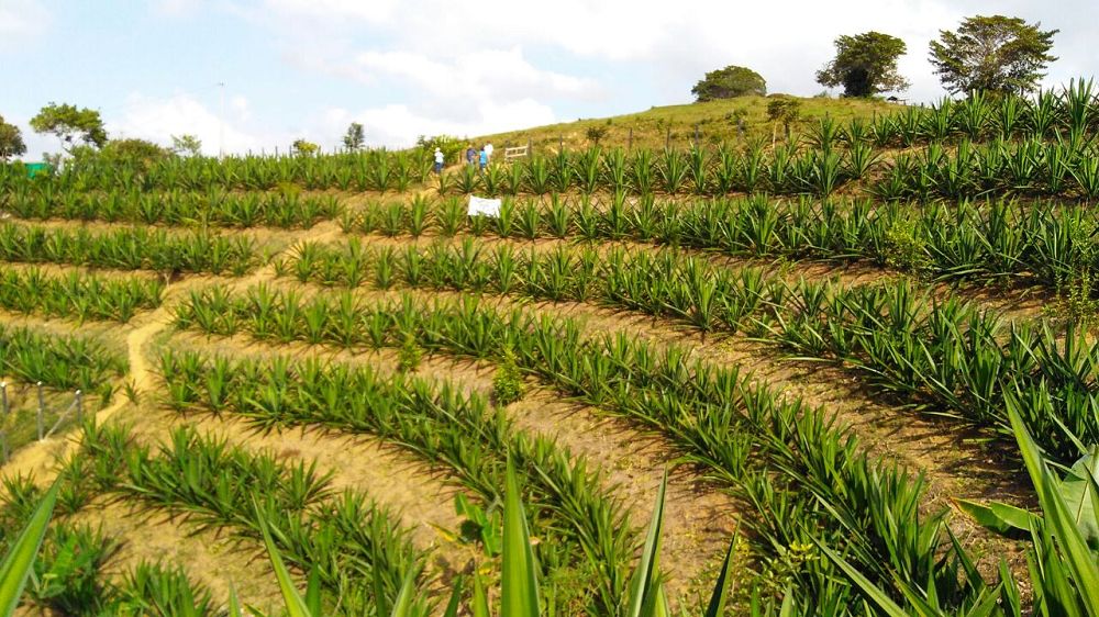 Misión de Estados Unidos busca negocios agrícolas en Colombia