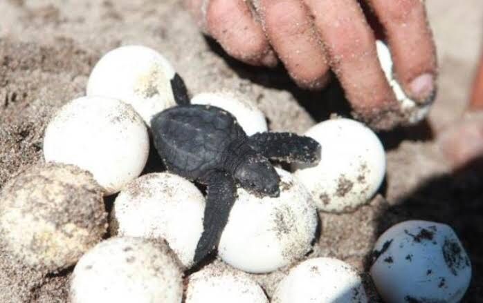 Combaten a la extinción de la tortuga marina en Guerrero