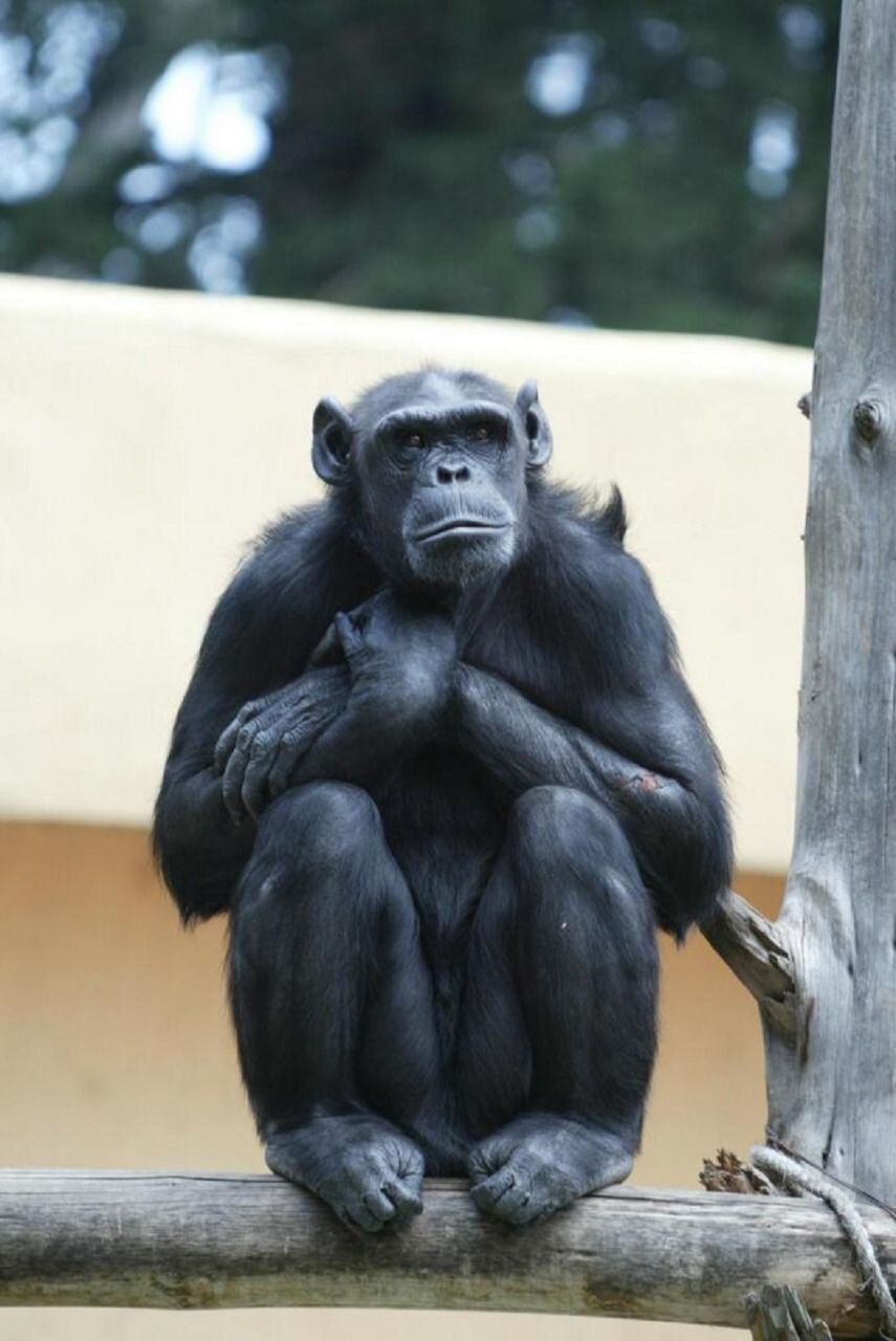 Aplican eutanasia a chimpancé con cáncer epitelial