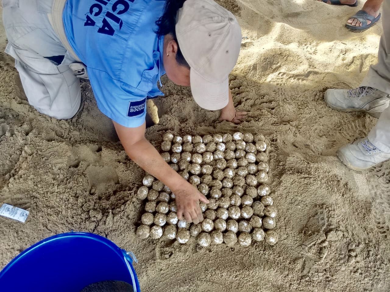 Vigilan elementos de Seguridad Pública el desove de tortugas en playas de Acapulco 