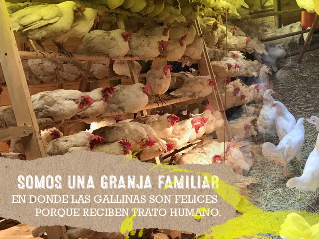 Una granja mexicana obtiene por primera vez el sello ’Certified Humane’ de Bienestar Animal