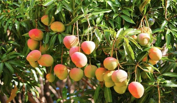 CESAVESIN y Escuinapa acuerdan mayor seguridad en la producción de mango