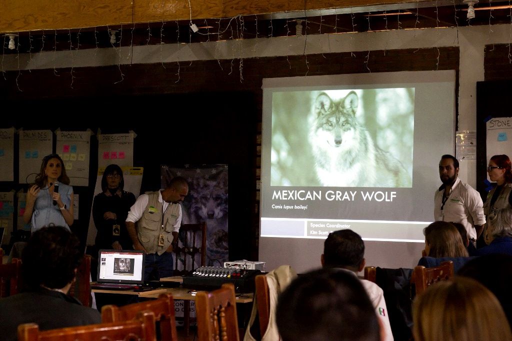 México y EU en la conservación del Lobo Gris Mexicano