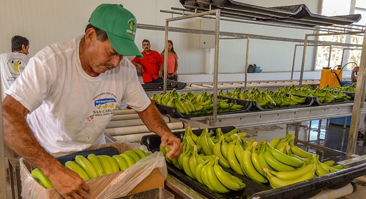 Exportación de Plátano a China, un logro de nuestros productores