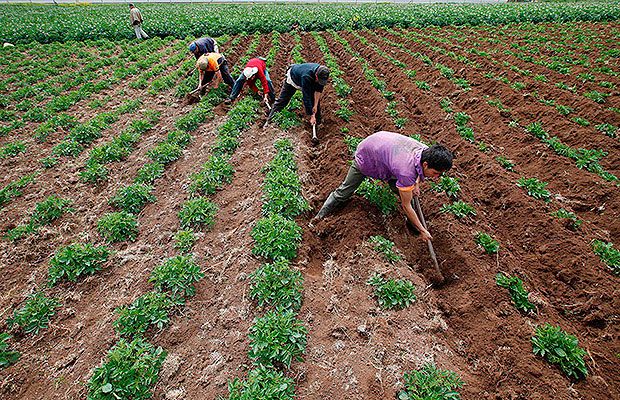 EEUU emitirá visas temporales de trabajo agrícola para guatemaltecos