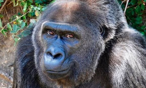 Muere la gorila más vieja en cautiverio a los 63 años de edad
