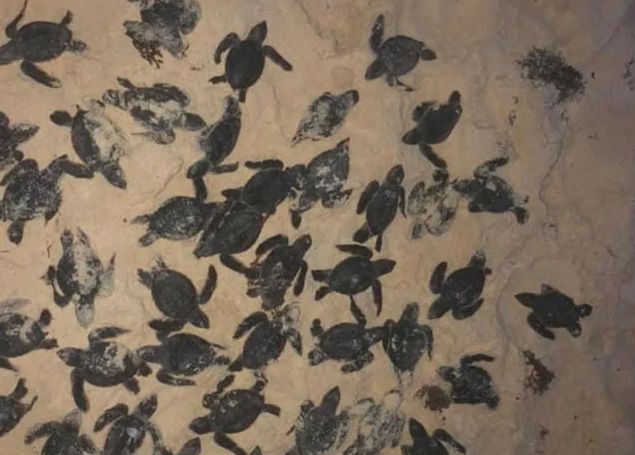 La muerte masiva de tortugas por el exceso de sargazo