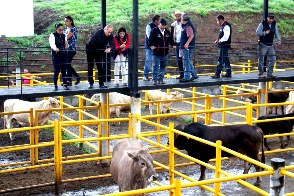 Supervisan ganado del proyecto Tierra caliente contra la tuberculosis bovina para su pre-certificación