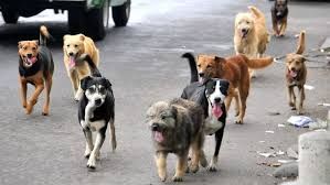Buscan controlar la sobrepoblación de perros callejeros mediante programas de esterilización 