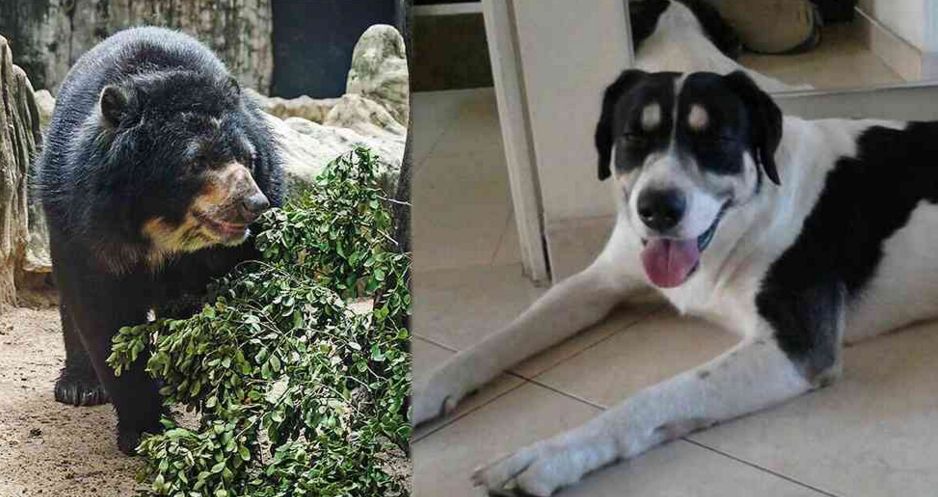 Chucho, un oso de anteojos o andino, pone patas arriba a la justicia colombiana