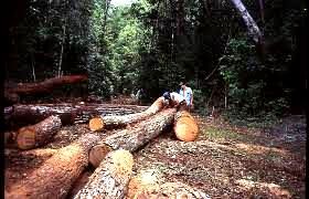 Tala de árboles de chico Zapote con más 40 años de vida