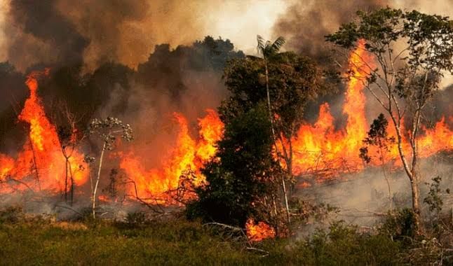 La Amazonía de Brasil lleva 16 días incendiándose.