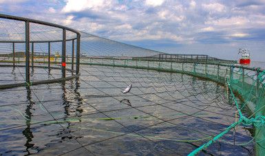 Prepara Sader la propuesta Plan Nacional de Agicultura Sustentable 2019-2024