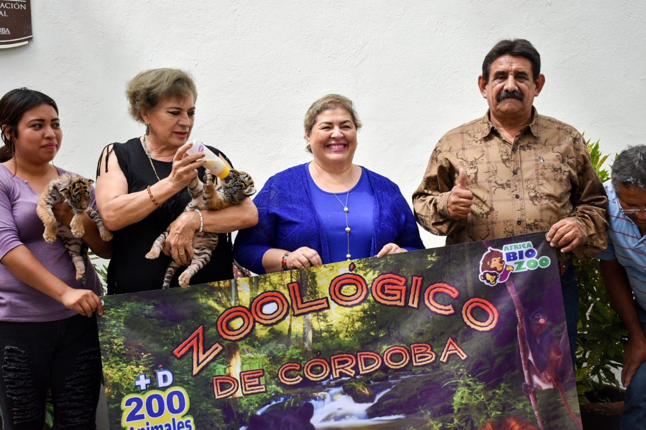 Logra zoológico de Córdoba exitoso nacimiento de tigres con apoyo de autoridades municipales
 