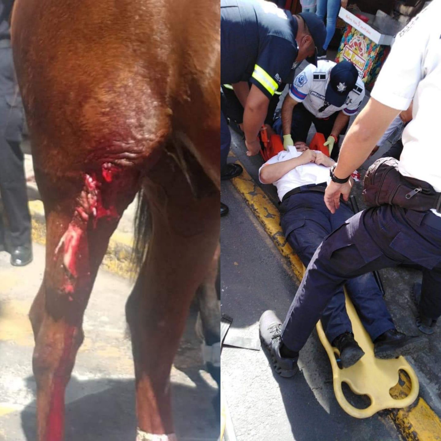 Estampida de caballos de la Policía Montada en Paseo Tollocan causa destrozos y deja heridos 