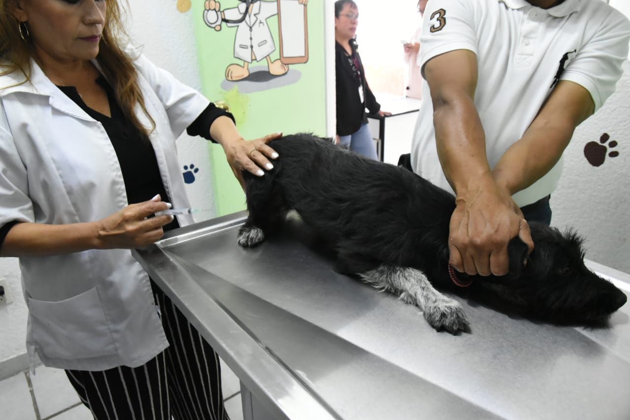 Intensa campaña en Coacalco de vacunación de perros y gatos