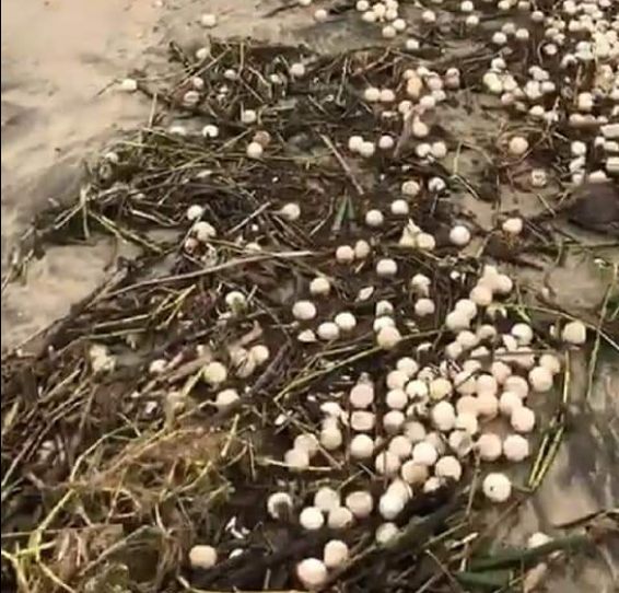 Oaxaca: Tormenta Narda destruyó más de 8 millones de huevos de tortuga