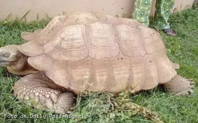 Muere la tortuga Alagba a los 344 años
