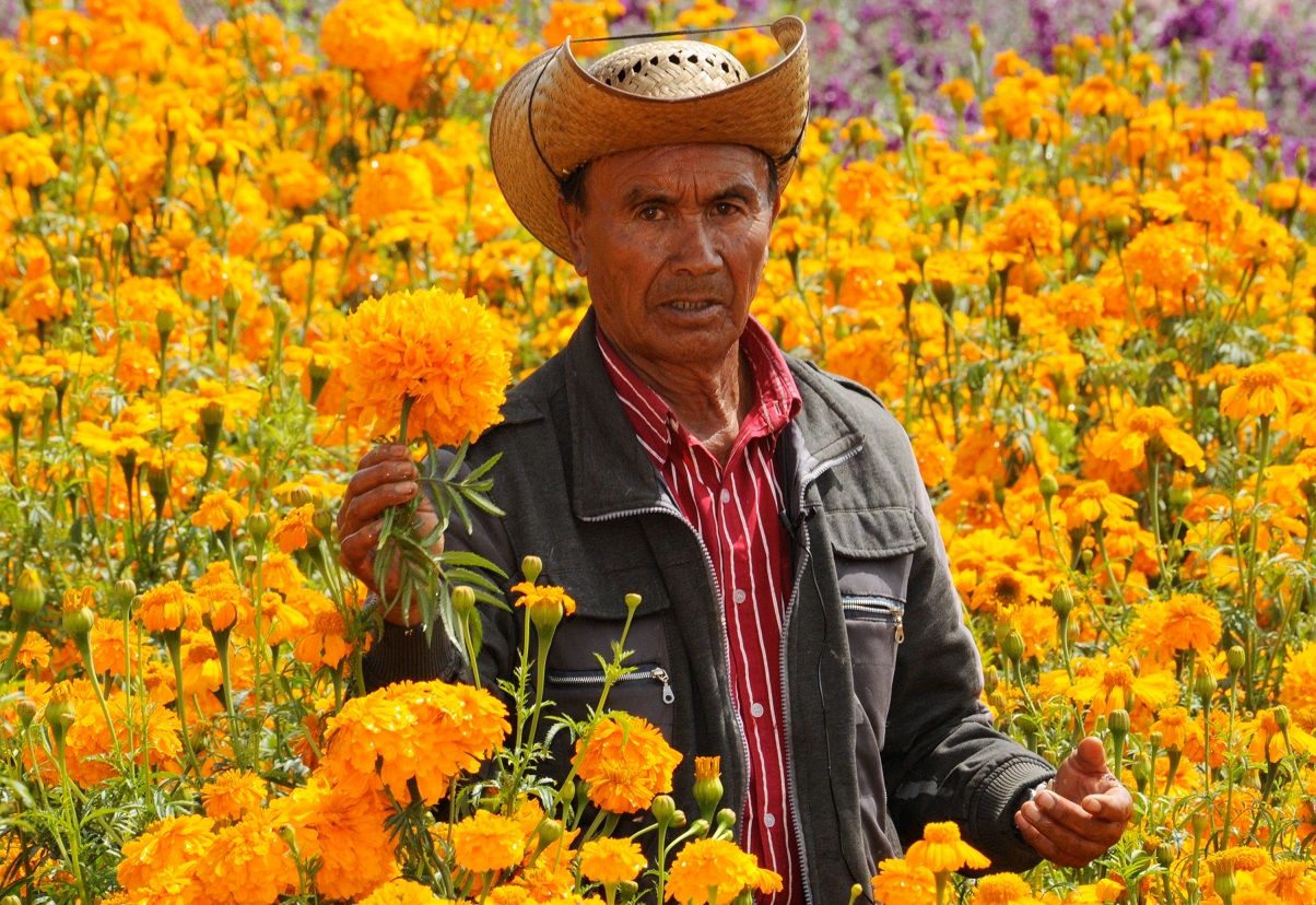 Estiman una derrama económica de 111 millones de pesos por venta de flores mexiquenses en Día de Muertos 
