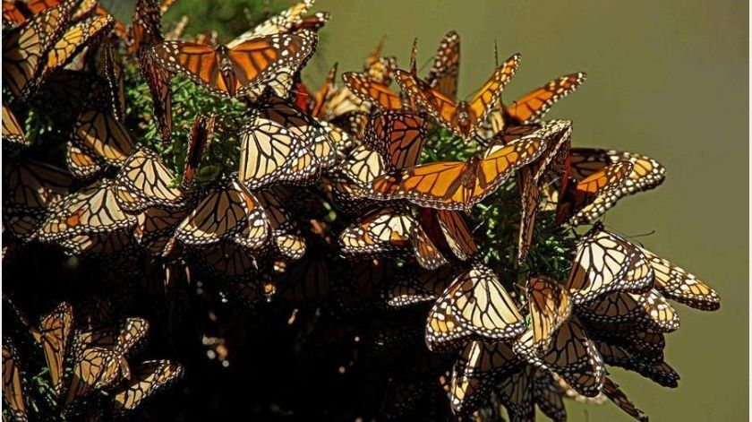 Mariposa Monarca llegan a México para hibernación