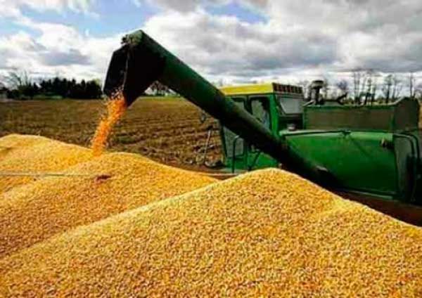 Se viene una guerra por el maíz entre productores mexicanos e importadores 