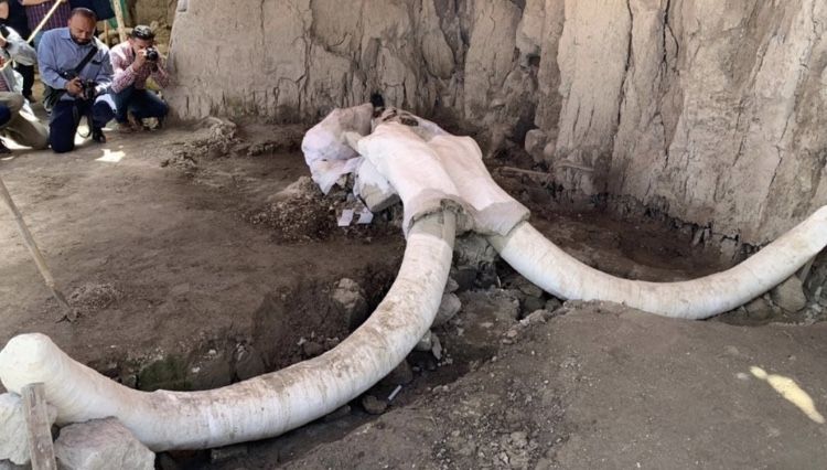 Encuentran en Tultepec primera trampa de mamut en el mundo
