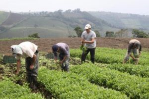 Productores de Tamulipas auguran la caída inminente de la agricultura