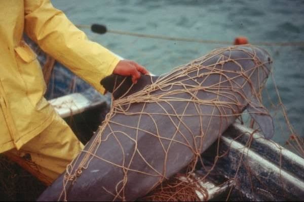 Pescadores ponen en riesgo a vaquita marina porque no tienen apoyos, dicen 