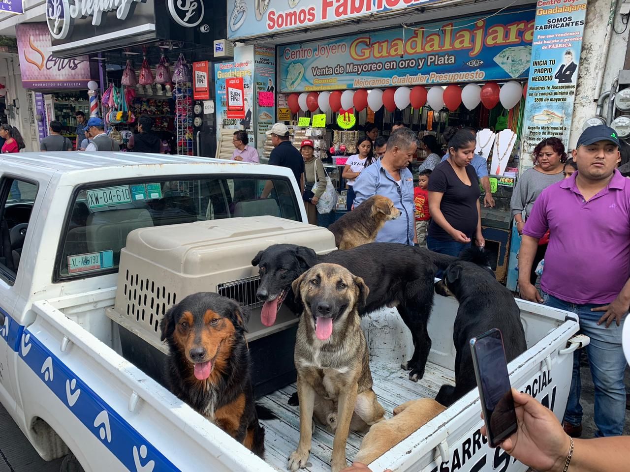Rescata Centro de Bienestar Animal de Córdoba a nueve perros en situación de calle