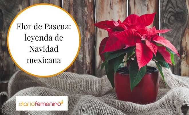 La Flor de Pascua: leyenda de Navidad mexicana en distintas versiones