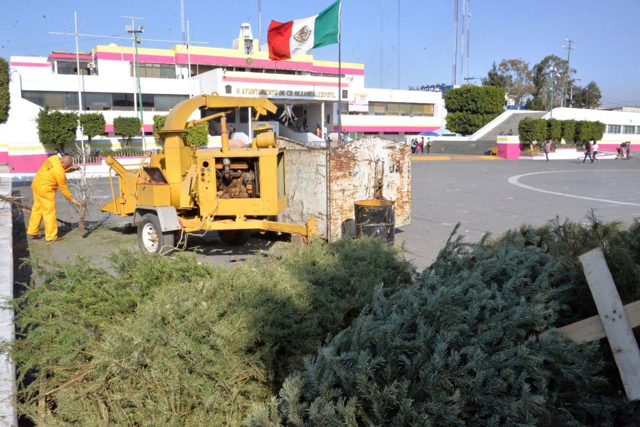 Convoca alcalde de Nezahualcóyotl a reciclar árboles  de Navidad 