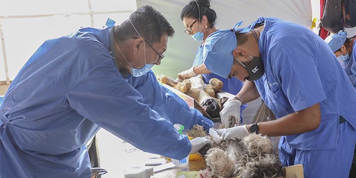 Alistan programas esterilizaciones caninas y felinas en Chimalhuacan