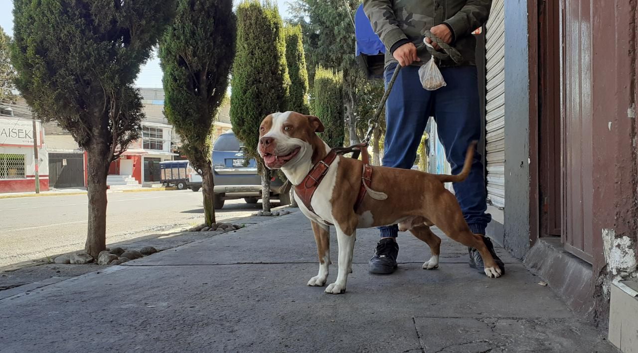 Multaran en Ecatepec quienes saquen a la calle a sus mascotas a la calle sin correa o no limpien sus heces fecales