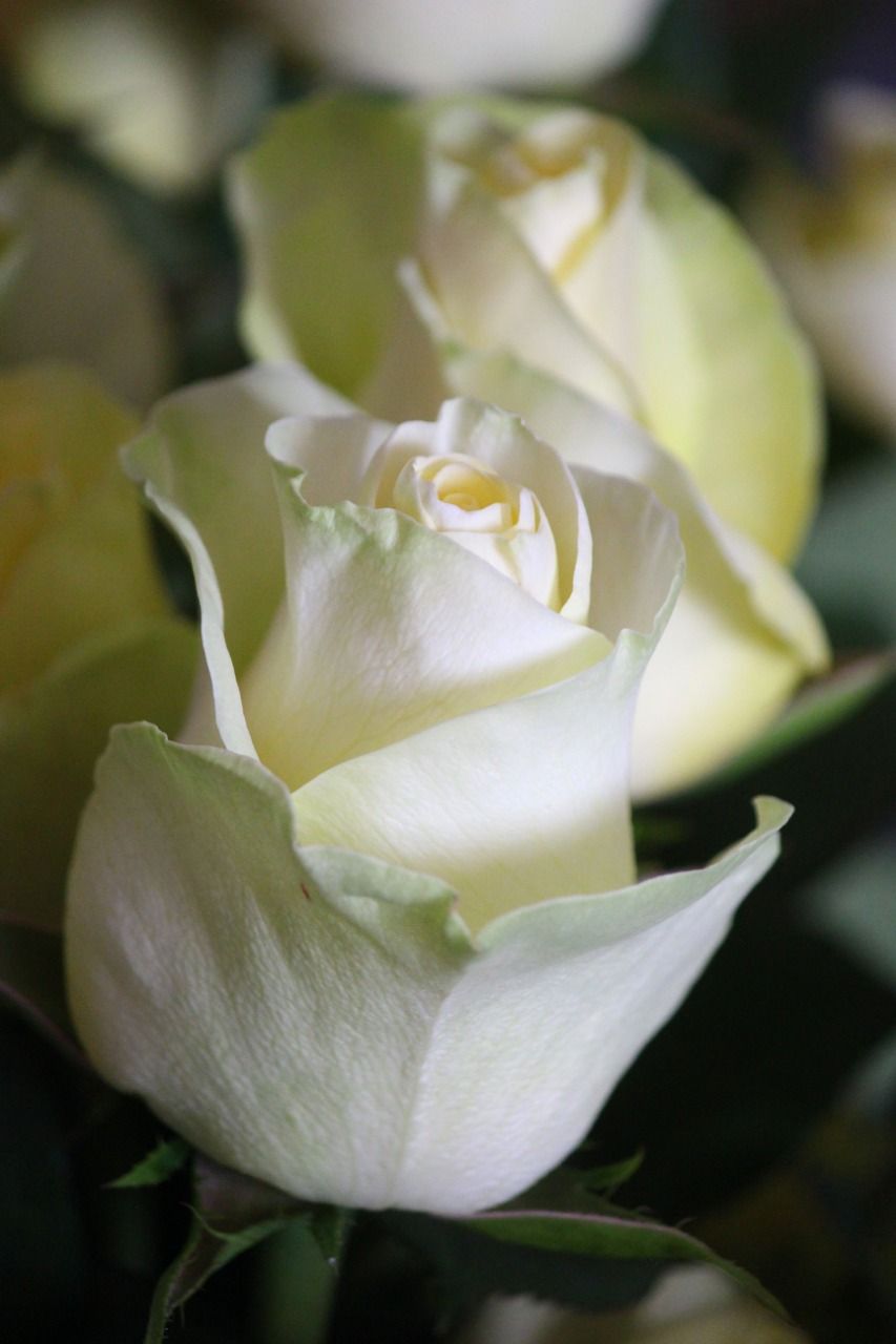  Floricultores prevén vender 71 millones de tallos de rosas para este 14 de febrero 