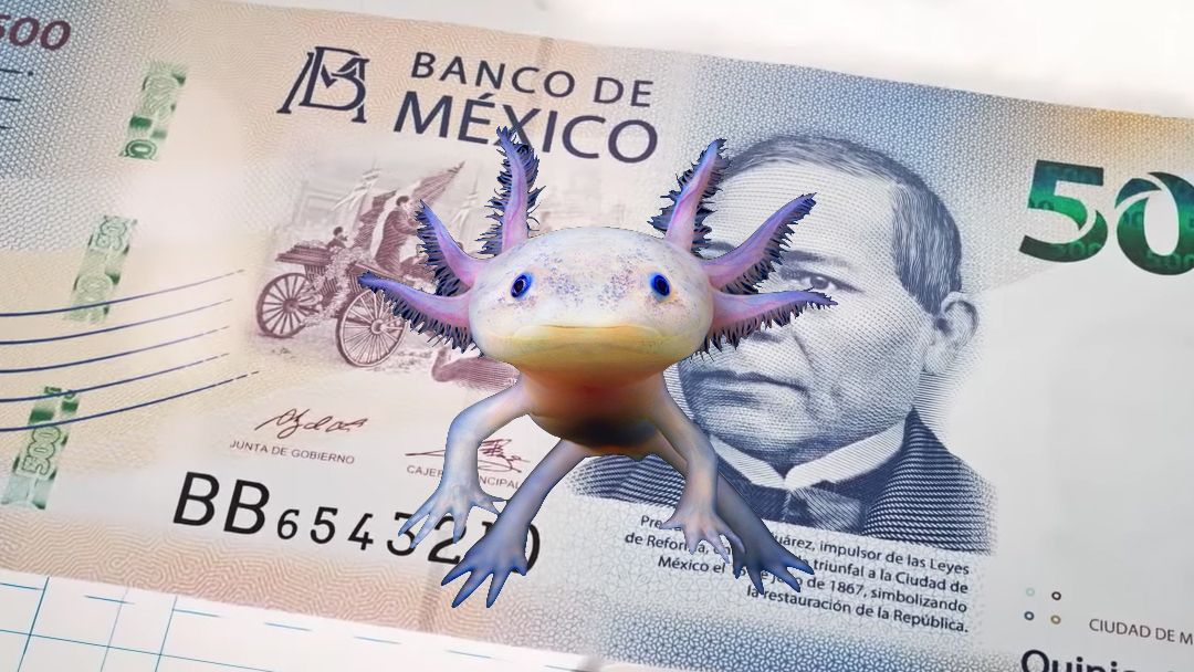 En los nuevos billetes de 50 pesos, el ajolote será el protagonista.