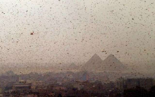Plaga de langostas azota a Egipto; especialista presagia el fin de los tiempos