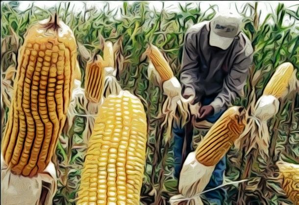 Convirtieron a México de primer productor de maíz, a ser su primer importador 