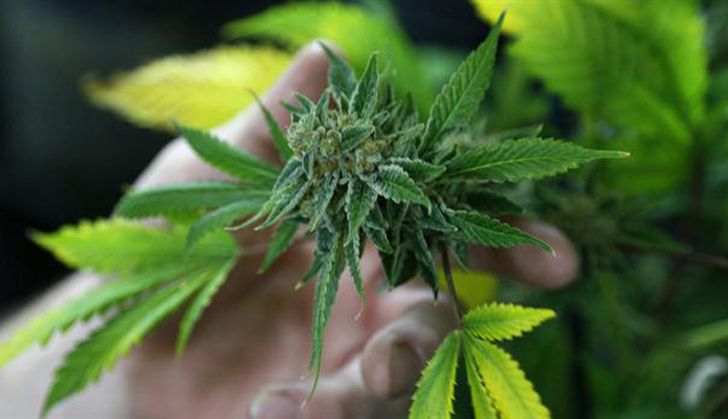 Presenta Senado anteproyecto para regular marihuana
