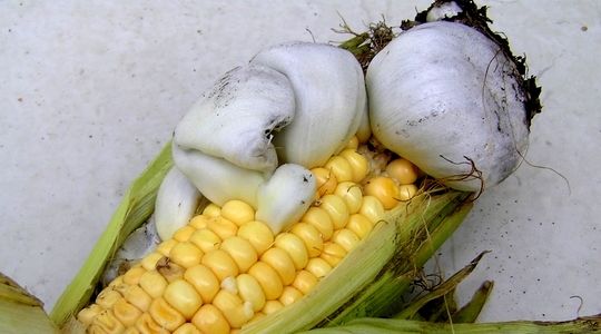 Urge Senado a SADER, aplicar acciones administrativas en importaciones de maíz y trigo de EUA 