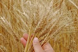 Urge Senado a SADER, aplicar acciones administrativas en importaciones de maíz y trigo de EUA 
