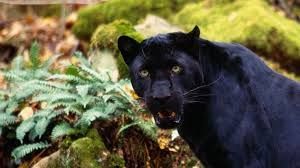 Black Panter: El felino más impresionante del mundo