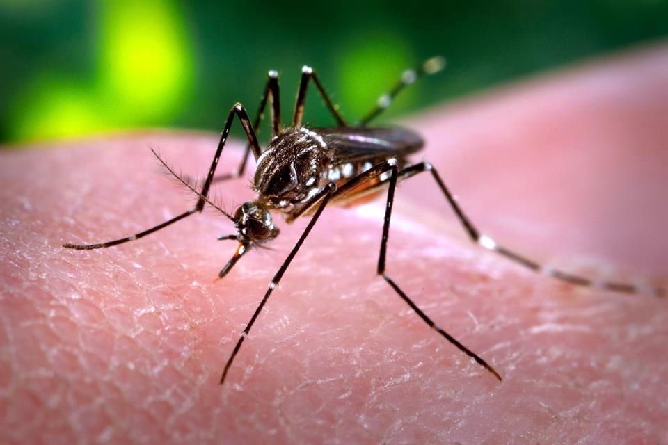 Repunta el dengue en Guerrero en  medio de la lucha contra el Covid 19
