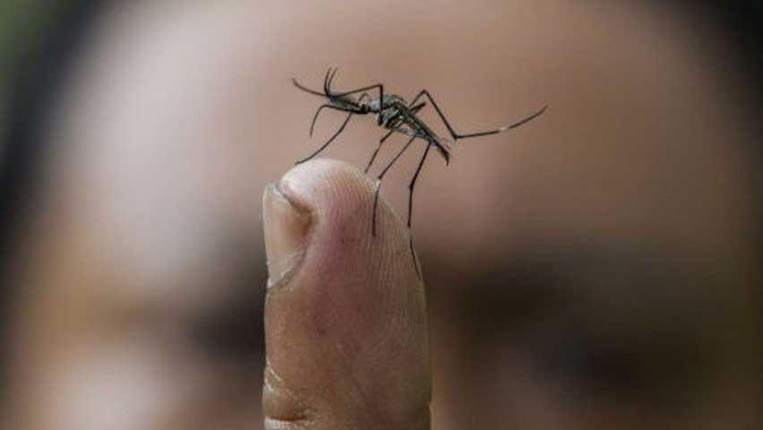 Suma Guerrero 214 casos de dengue