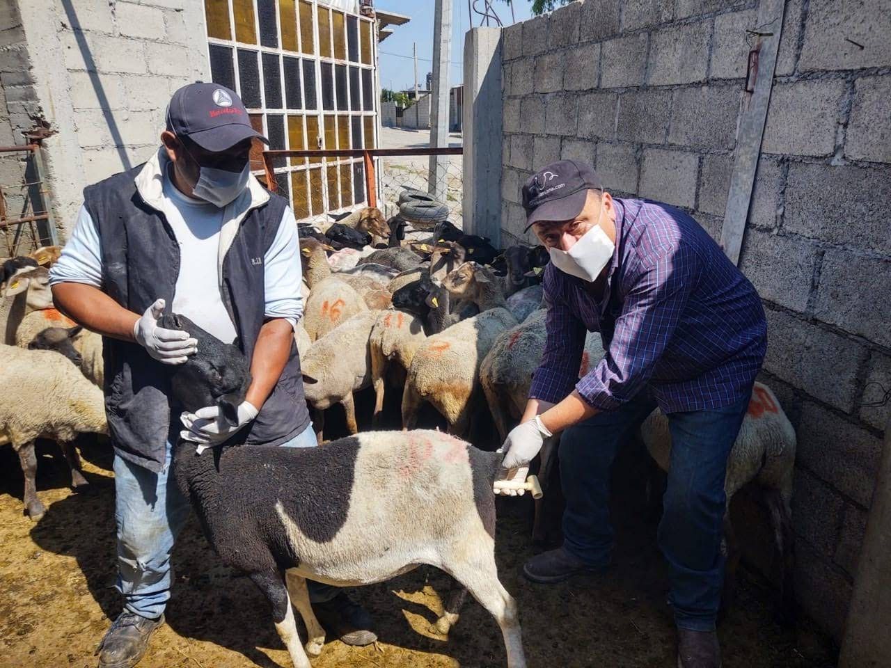 "Apoya a ganaderos el gobierno del edoméx para una mejor producción de calidad en municipios del sur de la  entidad"