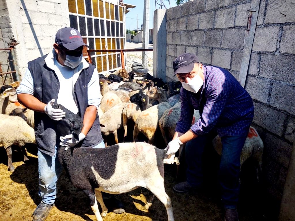El Edoméx apoya a ganaderos para producción de calidad en municipios del sur de la entidad