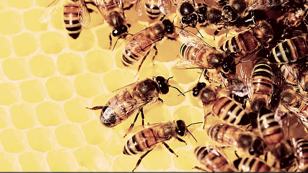Llama Ramírez Marín a incluir miel de abeja en apoyos alimenticios por la contingencia sanitaria 
